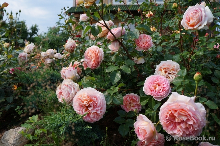 Abraham Darby