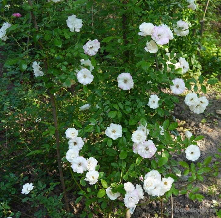 Weisse Tausendschön