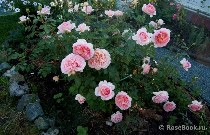 Abraham Darby