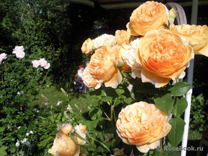 Crown Princess Margareta®