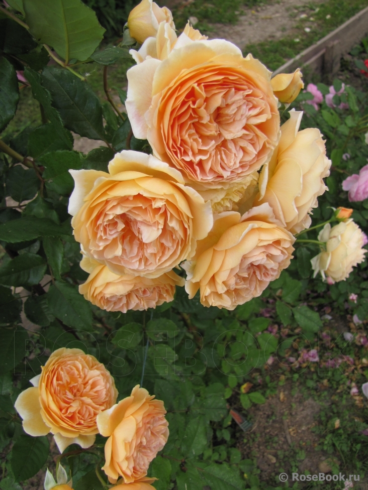 Crown Princess Margareta®