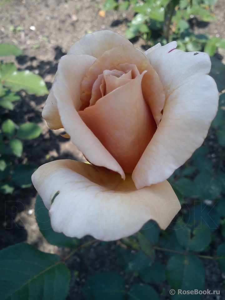 Julia's Rose