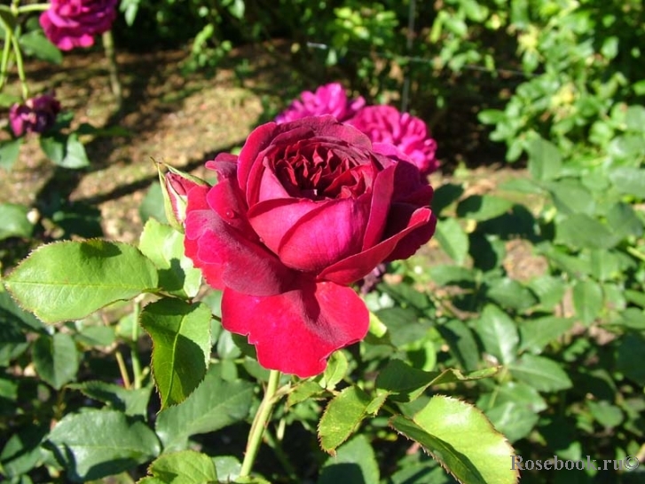 Darcey Bussell 