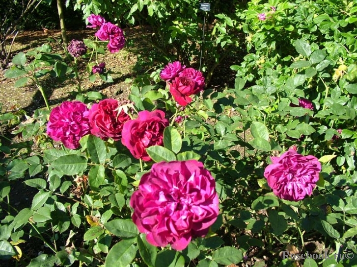 Darcey Bussell 