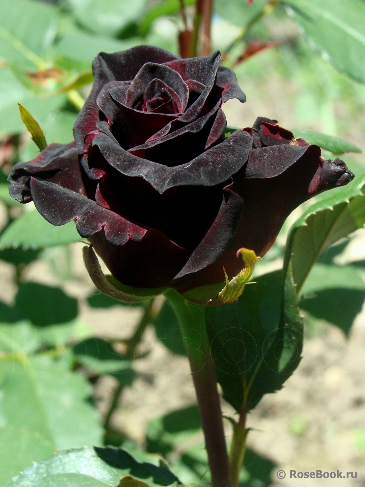 Black Baccara