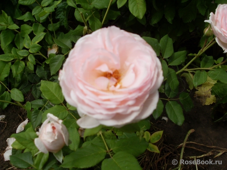 The Alnwick Rose