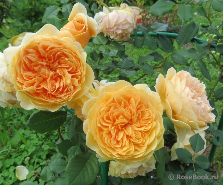 Crown Princess Margareta®