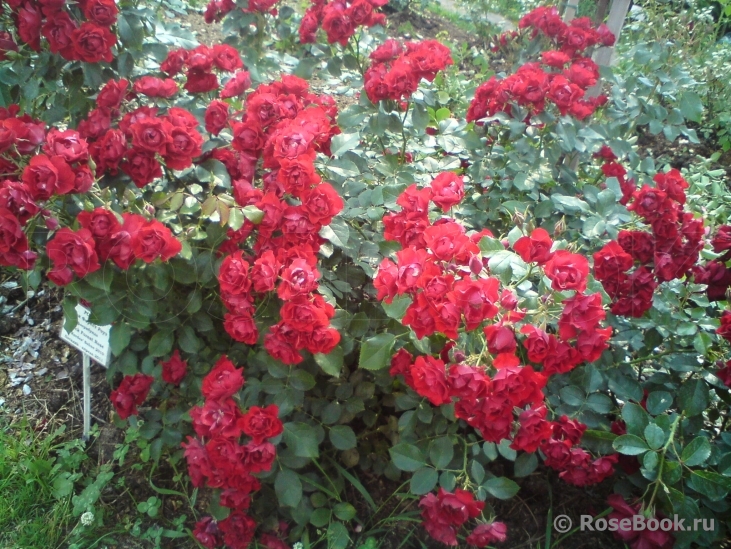 Black Forest Rose ®