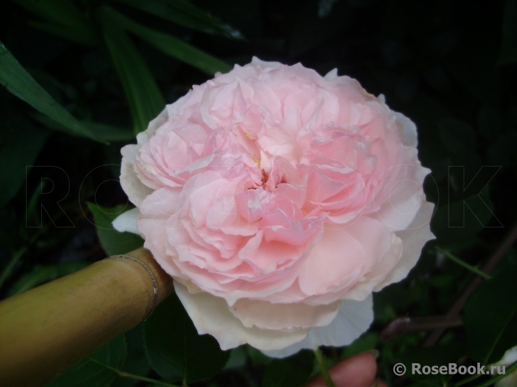 The Wedgwood Rose