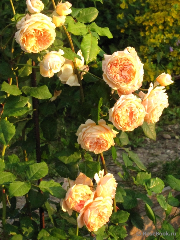 Crown Princess Margareta®