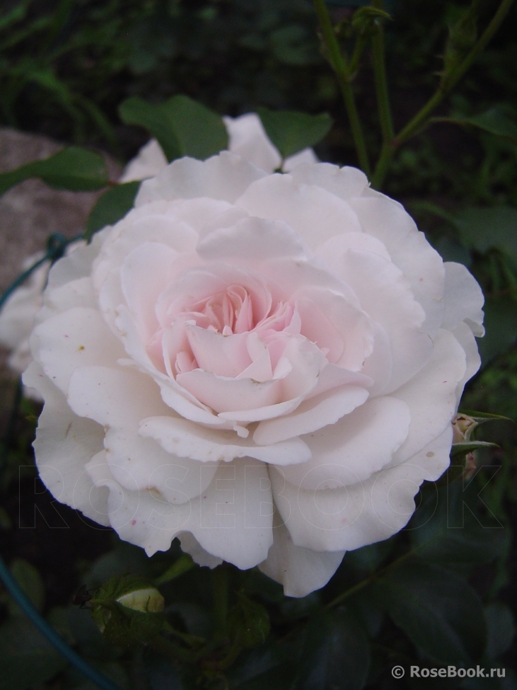 Great North Eastern Rose 