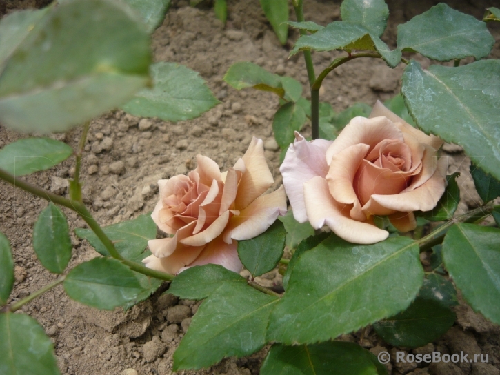 Julia's Rose