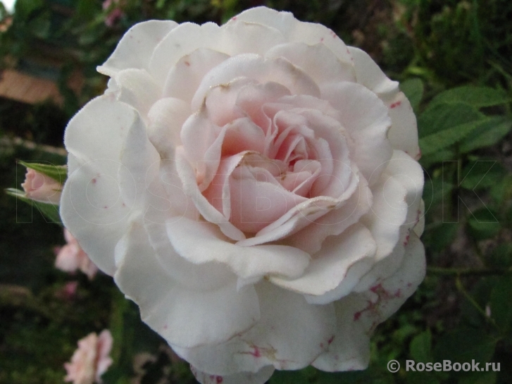 Great North Eastern Rose 