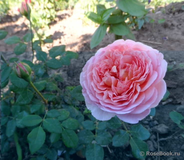 Abraham Darby