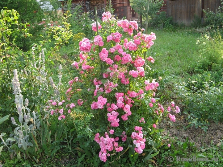 Deutsches Rosarium Dortmund