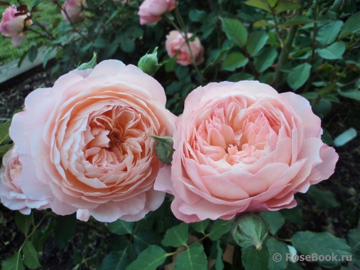 Rose de Gerberoy ®