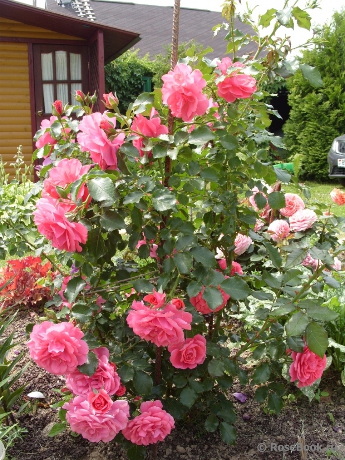 Rosarium Uetersen