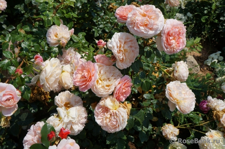 Abraham Darby