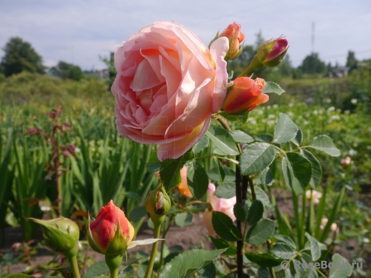 Lady of Shalott 