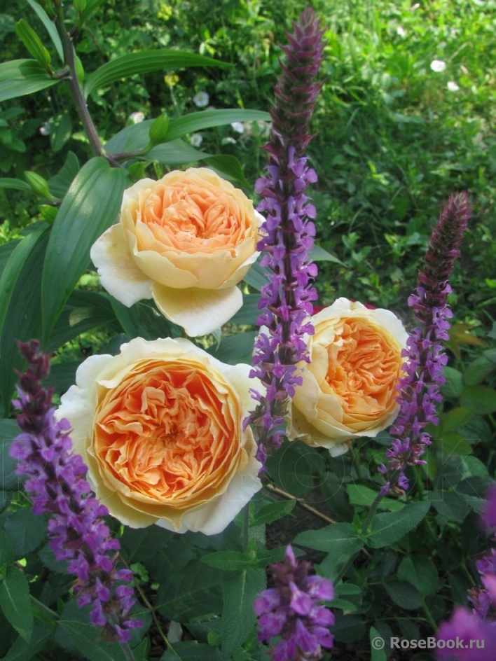 Crown Princess Margareta®