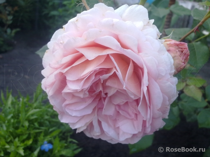 Abraham Darby