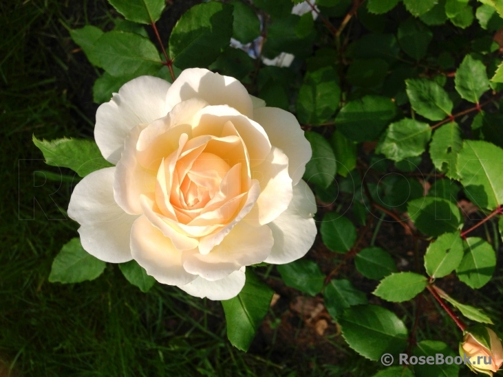 Crocus Rose® 