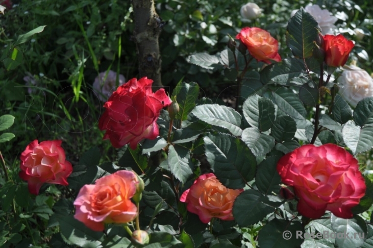 Marseille en Fleurs