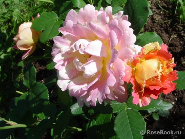 Rose des Cisterciens 