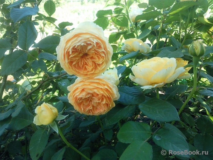 Crown Princess Margareta®