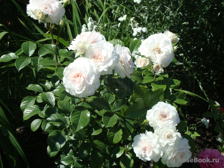 Great North Eastern Rose 