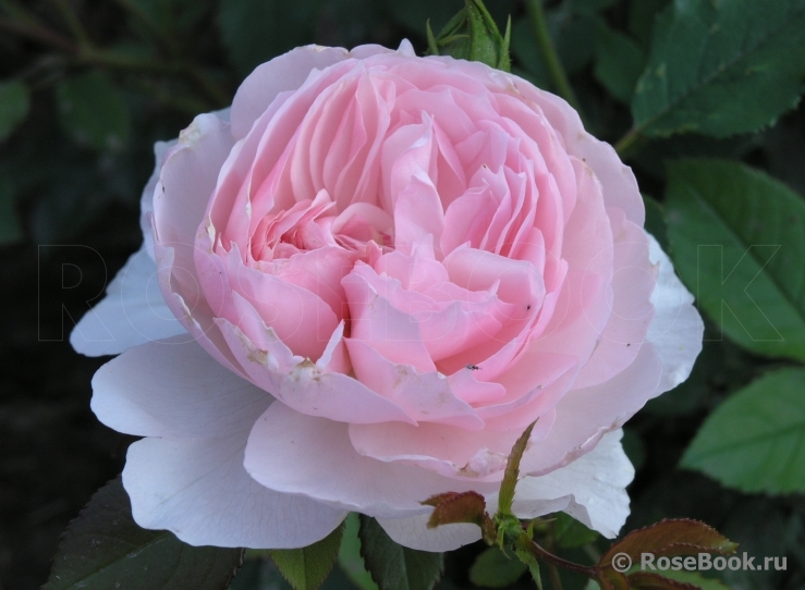 The Wedgwood Rose