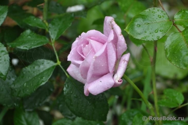 La Rose du Petit Prince