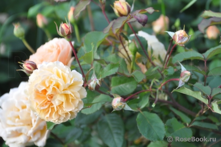 Rose de Gerberoy ®