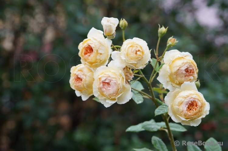 Crown Princess Margareta®