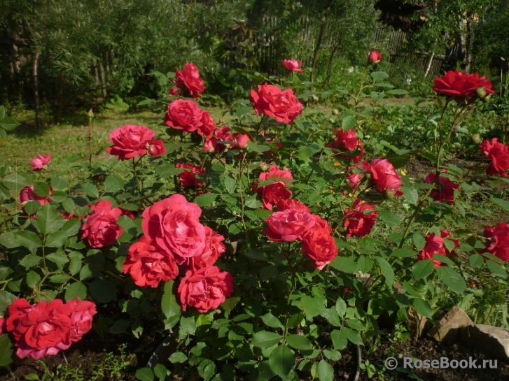 Red Parfum ®