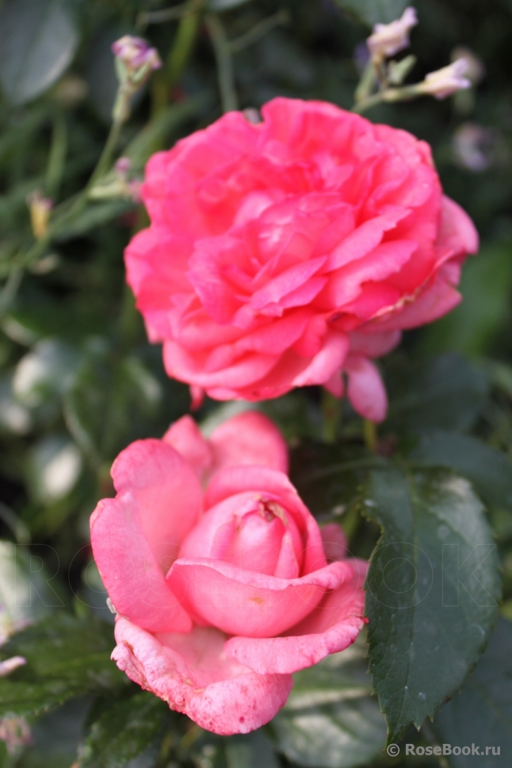 La Rose de Molinard ®