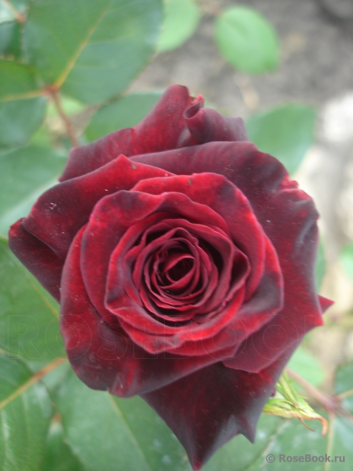 Black Baccara