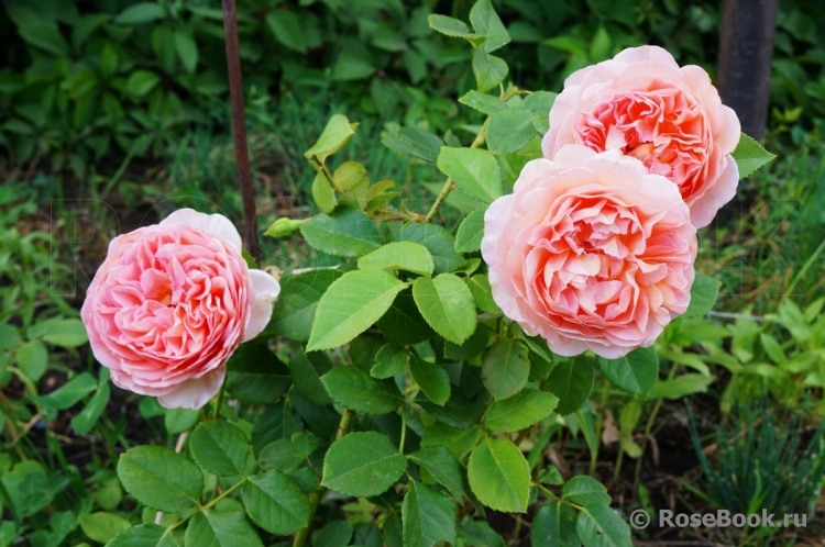 Abraham Darby