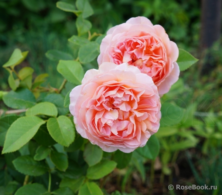 Abraham Darby