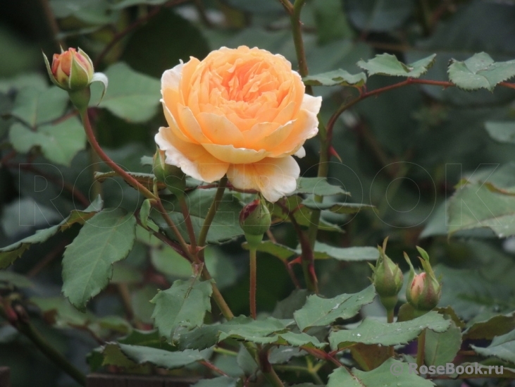 Crown Princess Margareta®