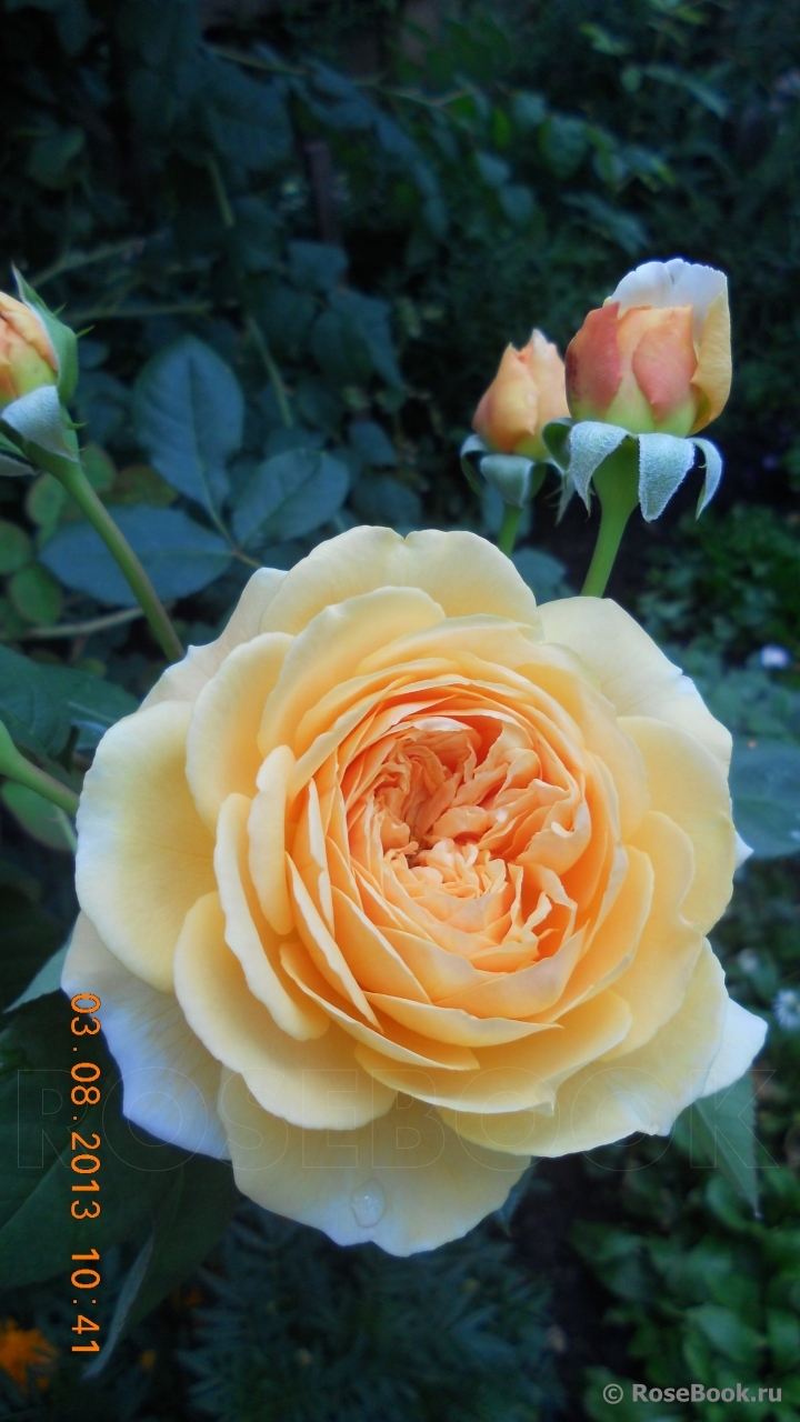 Crown Princess Margareta®