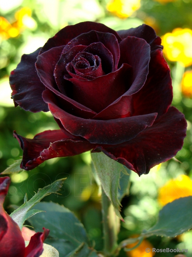 Black Baccara