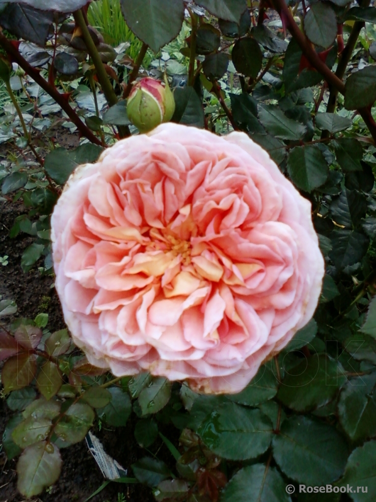 Abraham Darby