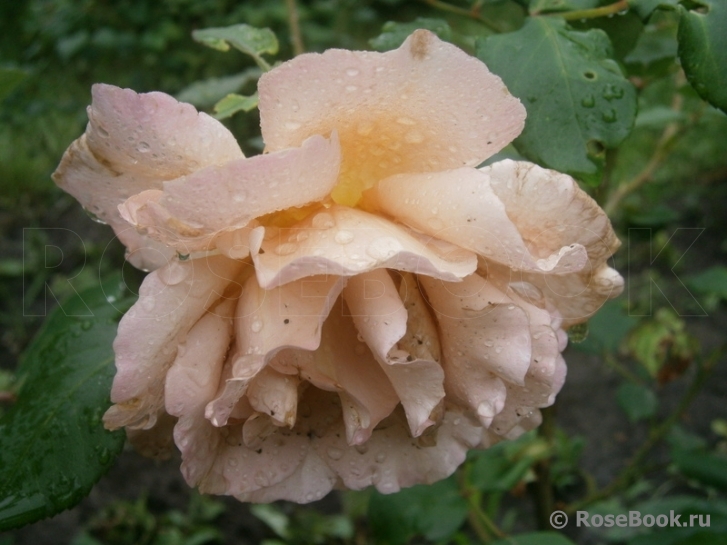 Julia's Rose