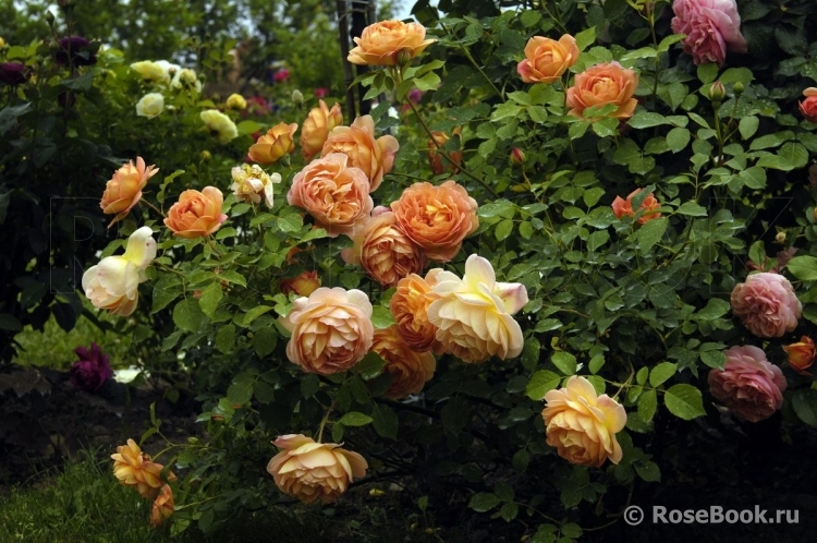 Lady of Shalott 