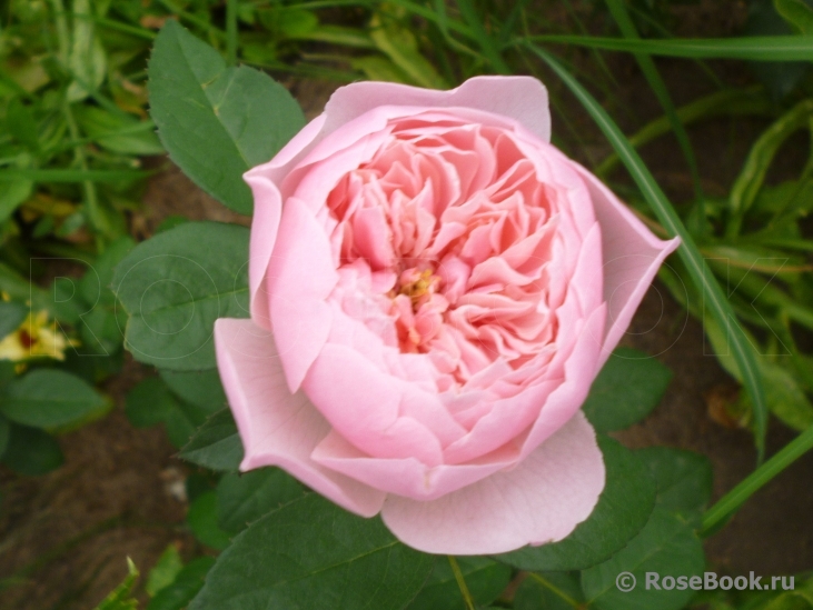 The Alnwick Rose