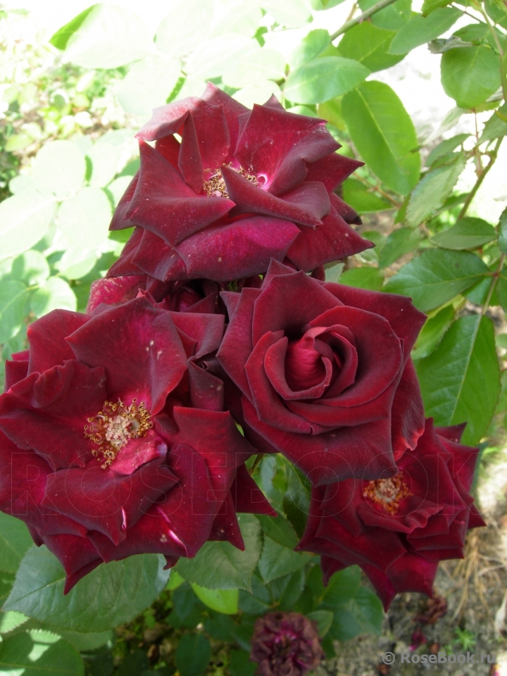 Black Baccara