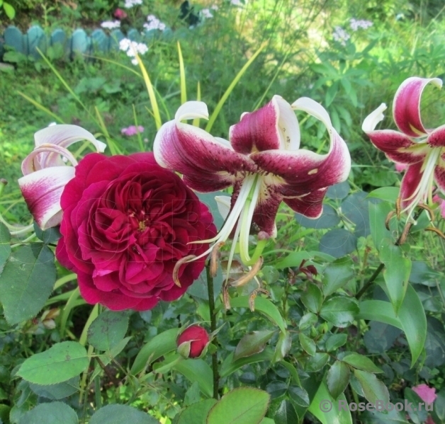 Darcey Bussell 