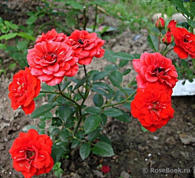 Orange Babyflor 