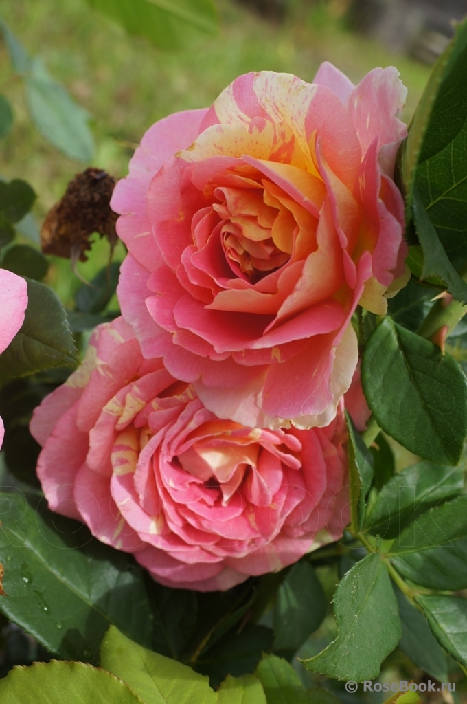 Rose des Cisterciens 